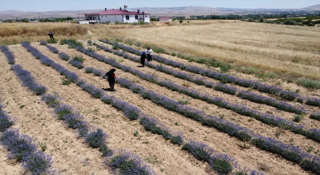 Elazığ’da farklı mesleklerden kadınlar lavanta üretimine başladı