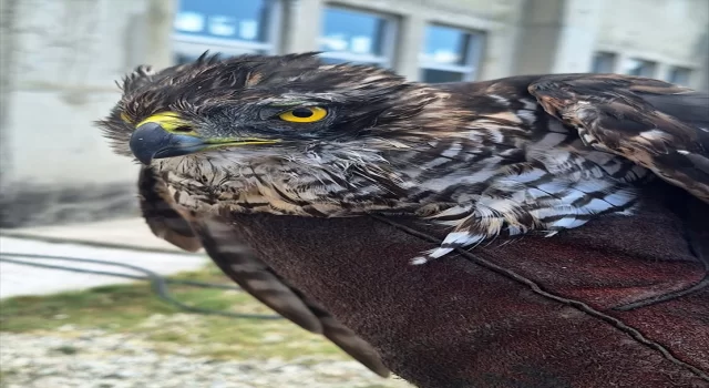 Karabük’te yaralı halde bulunan kızıl şahin tedaviye alındı