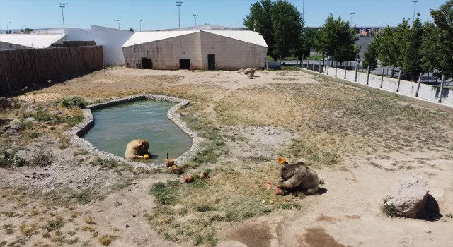 Kayseri’de hayvanat bahçesi sakinleri sıcak havada buzlu meyve kokteyli ile serinliyor