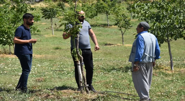 Şırnak’ta devlet desteğiyle aşılanan ceviz ağaçlarında verim arttı 