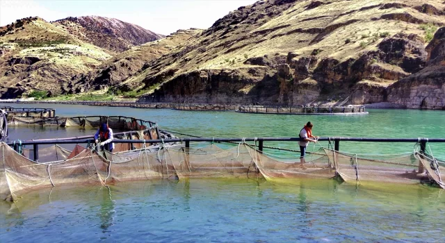 Elazığ’da alabalık üreten kadınlar ekmeğini Fırat Nehri’nden kazanıyor