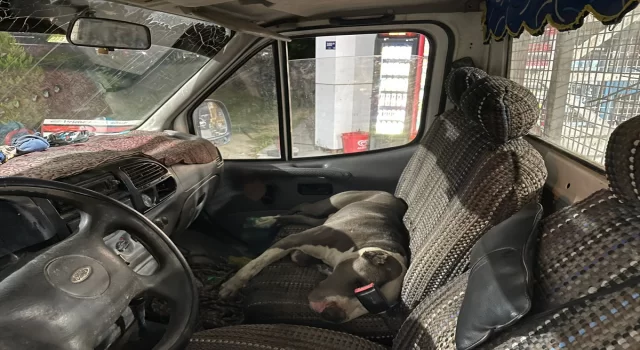 Aydın’da Pitbull cinsi köpeğin girdiği kamyonetin sürücüsü saatlerce yardım bekledi