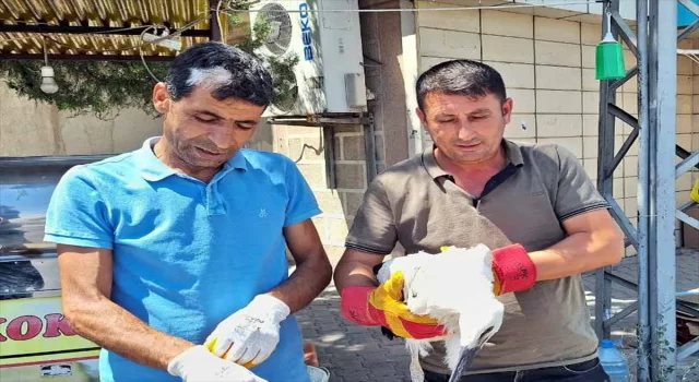 Kırıkkale’de tedavi edilen leylek yavrusu cami kubbesindeki yuvaya bırakıldı