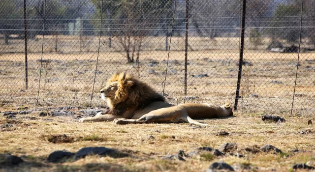 Güney Afrika’da tartışmalı bir turizm sektörü: Tutsak aslan endüstrisi