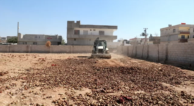 Şanlıurfa’da ele geçirilen 4 ton çürümüş soğan imha edildi