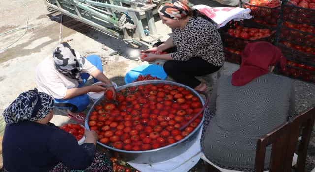 Samsun’da kış hazırlığı yapan kadınların salça kazanları kaynamaya başladı