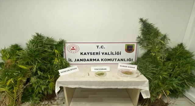 Kayseri’de evinde Hint keneviri yetiştiren kişi yakalandı 