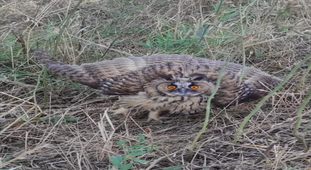 Tekirdağ’da yaralı bulunan baykuş tedavi altına alındı