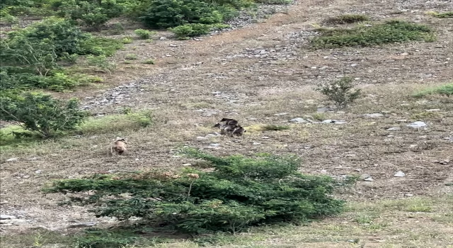 Artvin’de Çoruh Nehri’nden su içen ayı ve yavruları görüntülendi