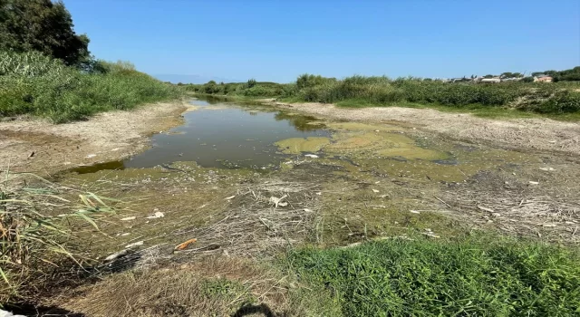 Büyük Menderes Nehri’nde kuraklık sebebiyle yüzlerce balık öldü