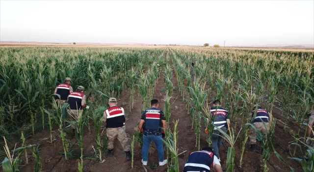 Şanlıurfa’da mısır tarlasında ele geçirilen 160 bin kök Hint keneviri imha edildi