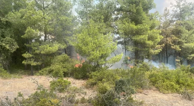 Adana’da çıkan orman yangını söndürüldü