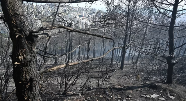 GÜNCELLEME 2  Maltepe’de ormanlık alanda çıkan yangın kontrol altına alındı