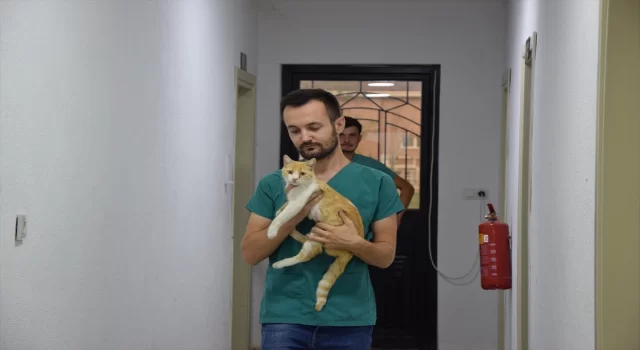 Bilecik’te sahipsiz kedi ”Sarmal”ın kırılan bacağı ameliyatla tedavi edildi