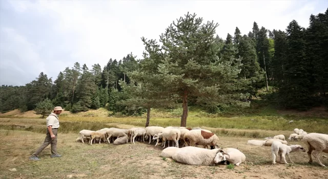 Düzce’de 1400 rakımlı Pürenli ve Balıklı yaylaları kampçıları ağırlıyor