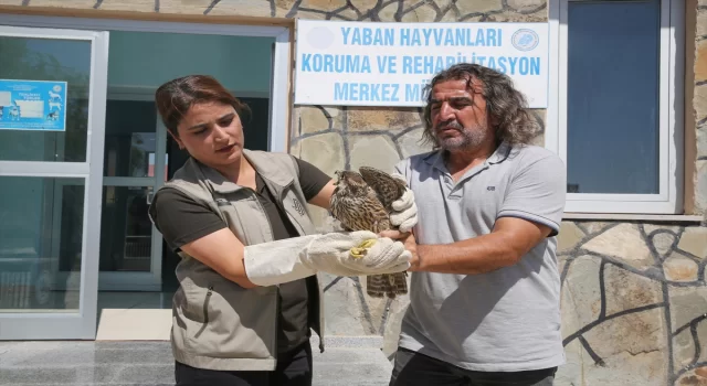 İsrail’de verici takılan gökdoğan kuşu, Van’daki tedavisinin ardından doğaya salındı