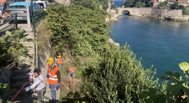 3 bin yıllık Amasra Kalesi’ne zarar veren ağaç kökleri temizleniyor