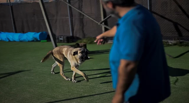 DOSYA HABER/AVRUPA’DA SAHİPSİZ HAYVANLAR  İspanya’da yüz binlercesi terk ediliyor ama sokakta sahipsiz köpek yok