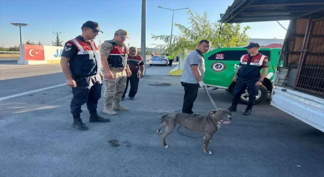 Kilis’te pitbull cinsi köpeği minibüste taşıyan kişiye 33 bin 399 lira ceza