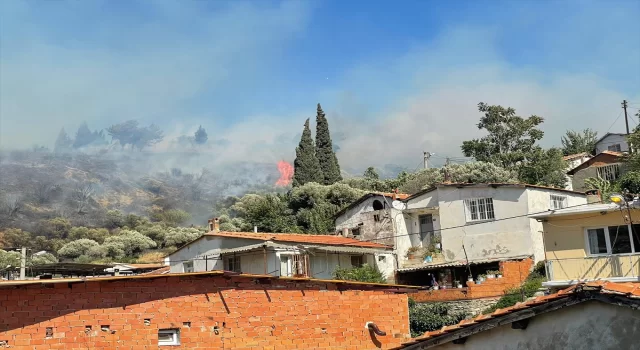 Aydın’da zeytinlik ve çam ağaçlarının bulunduğu alanda çıkan yangın söndürüldü