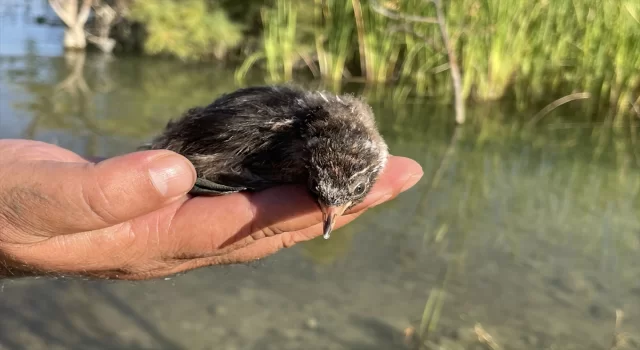 Elazığ’da bitkin halde bulunan su tavuğu yavrusu Hazar Gölü’ne bırakıldı