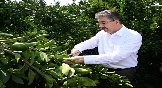 Osmaniye’de erkenci mandalinanın hasadı başladı