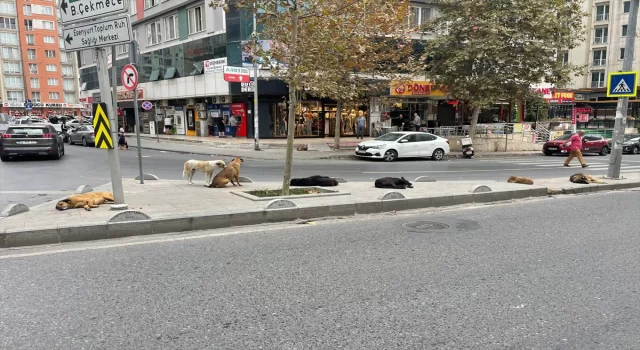 Esenyurt sakinleri, sahipsiz köpek sorununun çözülmesini istiyor