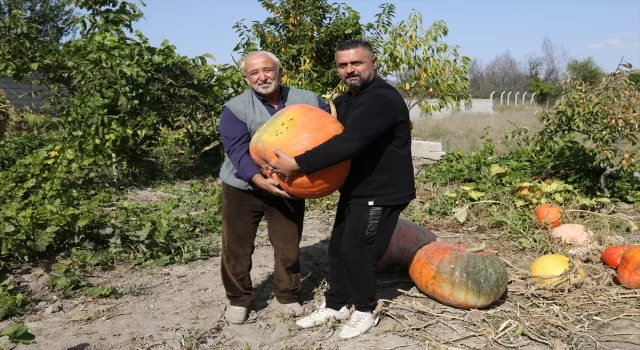 Mahalle muhtarı bahçesinde 40 kilogramlık bal kabağı yetiştirdi