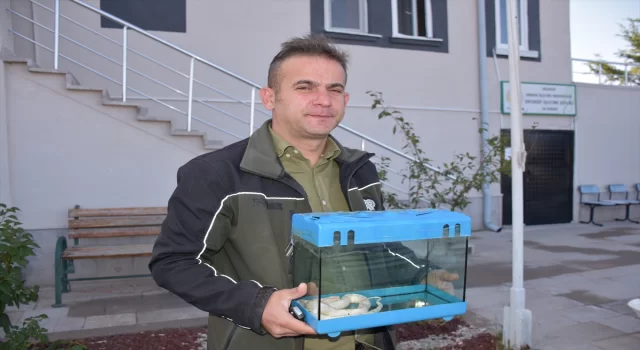 Aksaray’da Mısır yılanı ve tarantula ele geçirildi