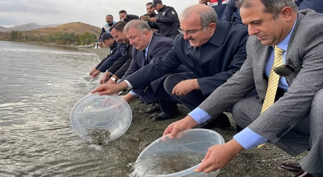 Hazar Gölü’ne 200 bin siraz balığı yavrusu bırakıldı