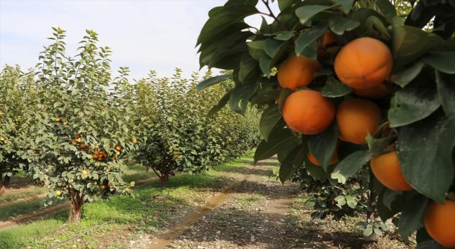 Denizli’den kurutulmuş cennet hurması ihracatı artışta 