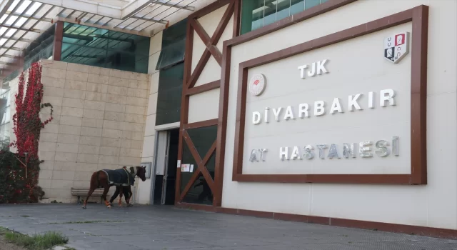 Doğu’nun şampiyon atları sakatlandığında Diyarbakır’da tedavi ediliyor