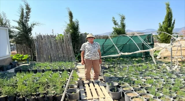 Muğla’da ”Doğa Dede”nin bağışladığı fidanlar toprakla buluşuyor