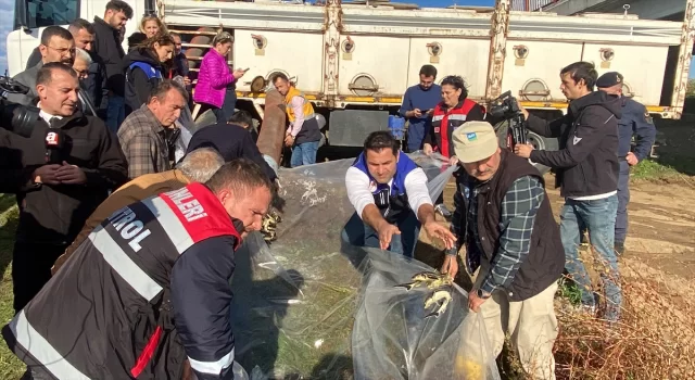 Nesli tehlikede altında olan mersin balığı yavruları Yeşilırmak’a salındı