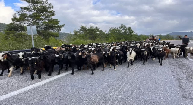 Denizli’den yola çıkan Yörükler kışı geçirmek için Muğla’ya göçtü