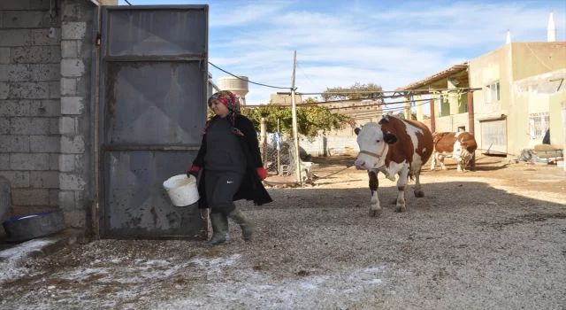 Mardinli ev kadını Çiftçi Destek Kredisi ile besici oldu