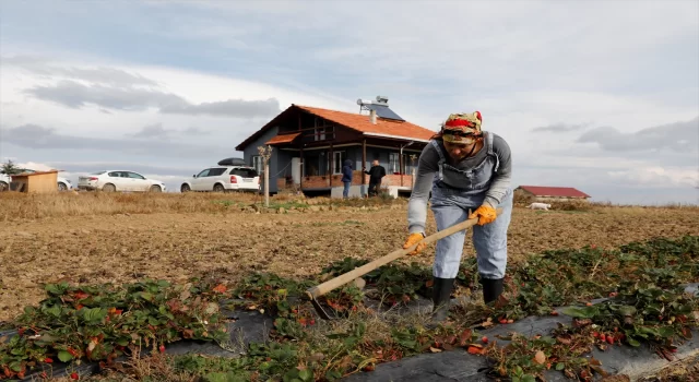 İstanbul’da tekstil sektörünü bırakıp Samsun’da çilek ve aronya yetiştirmeye başladı 