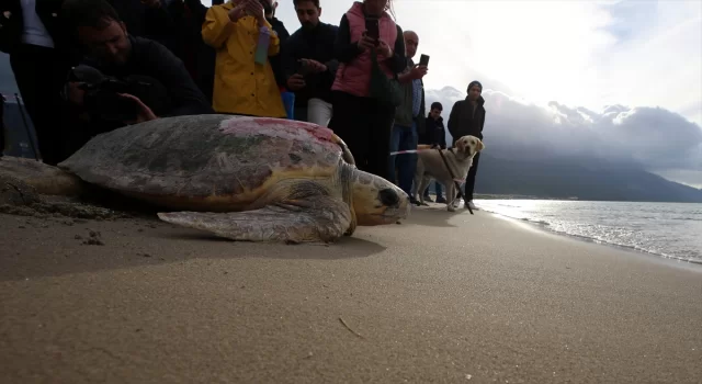 Kuşadası’nda tedavileri tamamlanan 3 caretta caretta denize bırakıldı