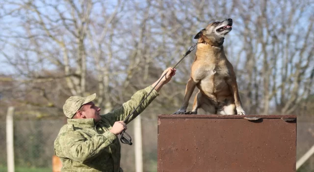 TSK’nın devriye köpekleri Mehmetçiğe destek sağlıyor