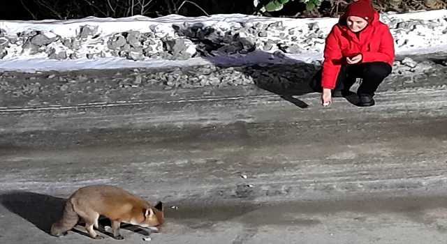 Artvin’de yolda karşılaştıkları tilkileri tavuk eti ve ekmekle beslediler