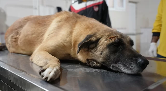 Mersin’de kamyonetin çarptığı engelli köpek tedaviye alındı