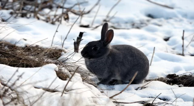 Erzurum, Ardahan, Tunceli ve Kars’ta dondurucu soğuklar hakim