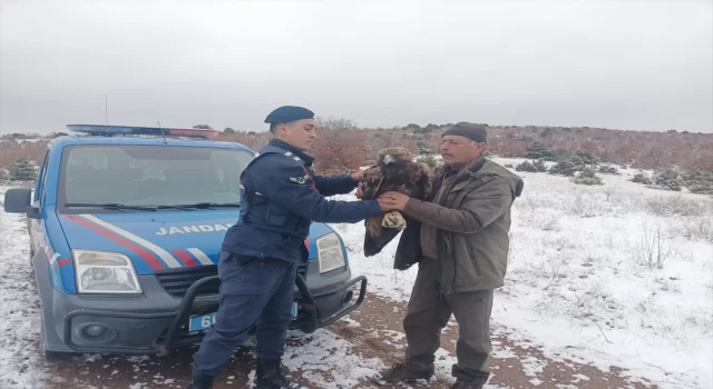 Yozgat’ta jandarmanın bulduğu yaralı şah kartal tedavi edilecek