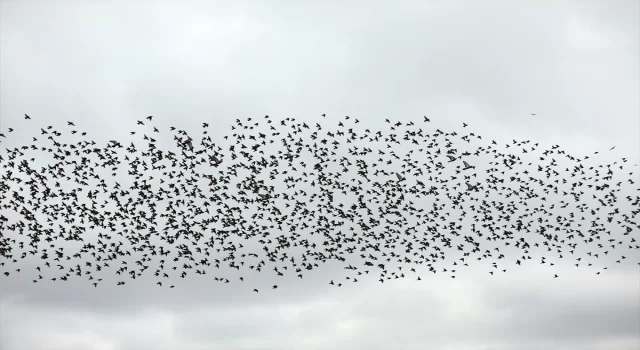 Kastamonu’da sığırcıkların senkronize dansı görüntülendi