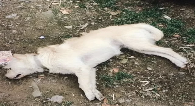 Çanakkale’de zehirlendiği belirlenen 14 köpek telef oldu