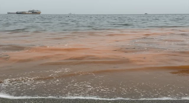 Tekirdağ’da planktonların çoğalmasıyla deniz suyu yer yer renk değiştirdi
