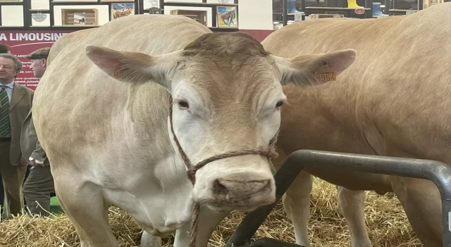 Paris’te geleneksel tarım fuarında 990 kilogramlık inek 17 bin avrodan alıcı buldu