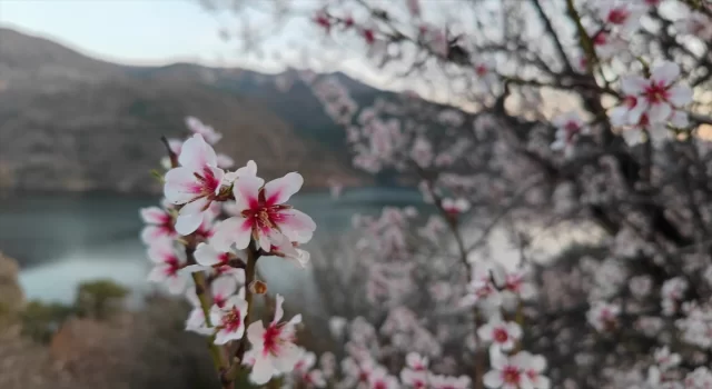 Çorum’da ceviz üreticileri zirai dondan tedirgin