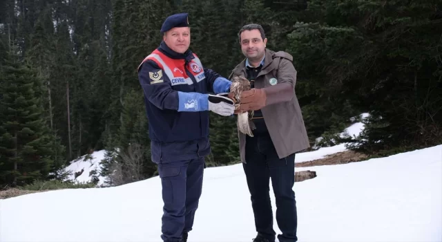 Ilgaz Dağı’na yem bırakıldı, tedavisi tamamlanan kızıl şahin doğaya salındı