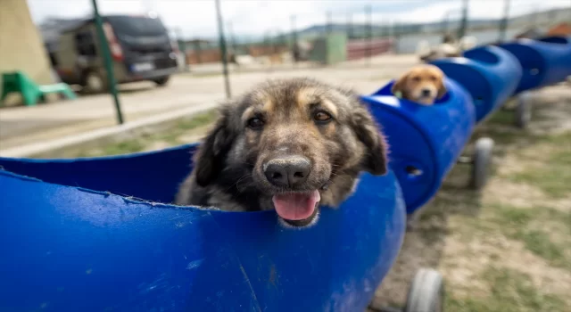 Engelli köpekleri varillerden yaptığı ”tren”le gezdiriyor